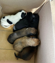 Șapte pui de câine au fost găsiţi aruncaţi, într-o plasă, la Paleu - Amendat cu 17.000 de lei