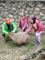 Ziua părinților adoptivi, la Zoo Oradea - Capibara, cel mai adoptat animal