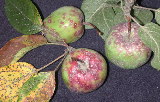 Buletin de avertizare fitosanitar - Tratamente pentru pomi fructiferi