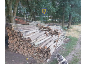 Furt de lemn depistat de polițiști - Autorul a fost amendat iar lemnul confiscat