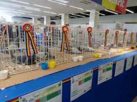 Olimpiada Porumbeilor Voiajori este organizat vara, în Bihor - Eveniment în premieră la Oradea