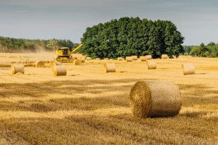 APIA. Pentru sectorul cerealelor și cel al semințelor oleaginoase - Peste 274 milioane lei autorizate la plată