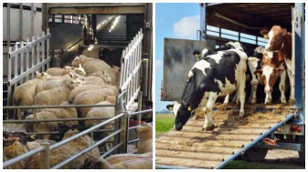 ANSVSA: Intermediarii de animale vii - Termen 48 de ore la înregistrarea cumpărării/vânzării