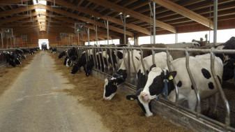 APIA. Ajutorul Naţional Tranzitoriu bovine - Condiţii pentru fermele nou înfiinţate