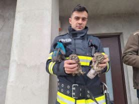 Inedit în Oradea - Pui de bufniță salvați de pompieri