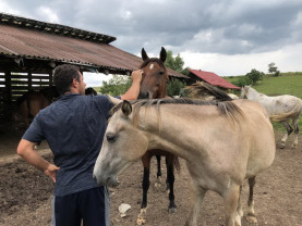 ​Locul din România unde animalele fără nicio șansă devin campioane - Refugiul Caii Lupilor