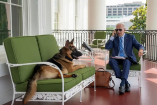Câinele preşedintelui a băgat în spital un agent secret - Incidente la Casa Albă