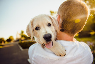 Cercetătorii japonezi au descoperit la prietenii patrupezi o însuşire pur umană - Câinii pot să plângă de bucurie
