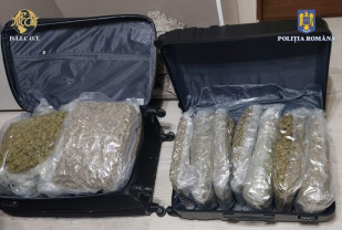 Un cetățean străin este cercetat pentru trafic de droguri de risc - Cannabis confiscat la Marghita