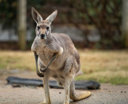 Australia - Bărbat ucis de un cangur