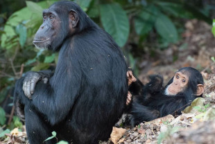 Un studiu a demonstrat că şi femele cimpanzeu intră la menopauză - Rolul bunicii nu se aplică