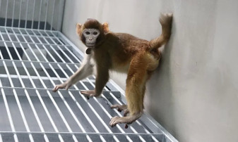 Prima maimuţă macac rhesus clonată de către savanţi chinezi - A împlinit doi ani