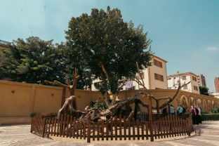 Copacul Fecioarei Maria din Egipt - Redeschis pentru turişti