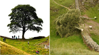 Un copac bătrân și celebru din filmul Robin Hood - A fost tăiat de persoane necunoscute