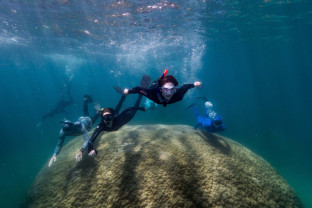 În vârstă de 400 de ani - Coral „neobişnuit de mare” descoperit în Marea Barieră de Corali