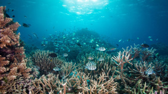 Albirea coralilor din oceane generează lupte inutile între peşti - Ecosisteme date peste cap
