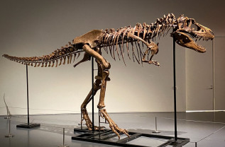 O premieră în cazul licitaţiilor la celebra casă Sotheby's - Dinozaur scos la vânzare
