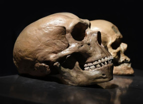 În urmă cu aproximativ 800.000 de ani - Omenirea putea să dispară