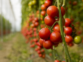 Producția de tomate în spații protejate pentru 2023 - A fost aprobat programul