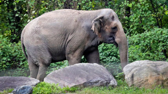 O instanță din New York a decis că elefantul Happy nu este persoană - Rămâne prizonier la Zoo