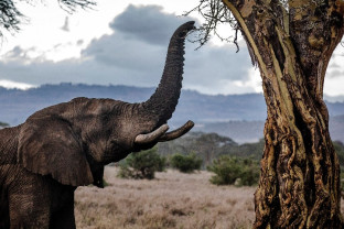 Elefanți din Zimbabwe mor pe capete - Ucigaşul misterios