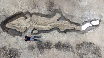 ​Dragonul de mare bătrân de 180 milioane de ani - O fosilă gigantică