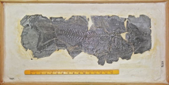 Cea mai veche fosilă de biban de mare din Europa - Descoperită în Vrancea