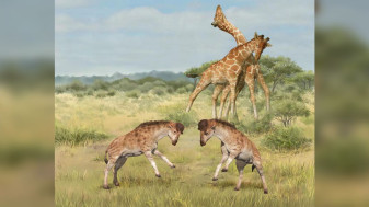 Studiu în China despre strămoşul girafei oferă noi informaţii - Evoluţia gâtului lung