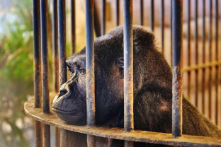 Povestea tristă a ultimei gorile captive în Thailanda - Eliberaţi-o pe Bua Noi!