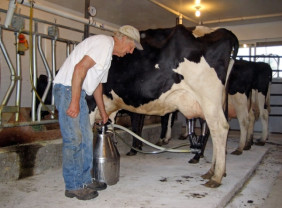 ANSVSA: Vânzarea laptelui din ferme - Reguli stricte şi sancţiuni drastice