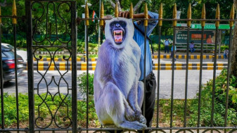 Miile de primate rhesus perturbă summitul G20 din India - Trupe speciale de oameni-maimuţă