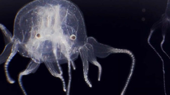 Înrudită cu cea mai veninoasă creatură marină din lume - Meduză cu 24 de ochi