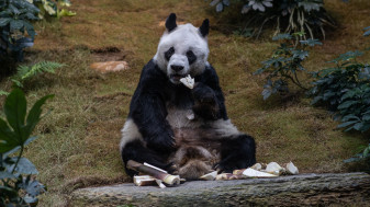 Cel mai bătrân panda uriaş din lume - A murit la 35 de ani