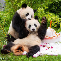 Gemenii panda de la Zoo Berlin au împlinit patru ani - O petrecere de pomină