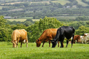 Noi prevederi privind pășunile comunale - Crescătorii de animale din localitate - contracte pe 7-10 ani