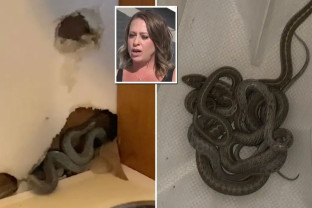 Colorado, SUA: O femeie a găsit pereții „calzi” în noua ei casă  - O descoperire îngrozitoare