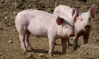 A reapărut pesta porcină africană în Bihor - Focar la porci domestici în Lugaş