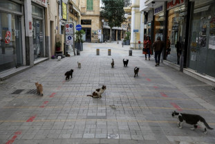 Cipru. O epidemie mortală decimează felinele de casă - Insula pisicilor moarte