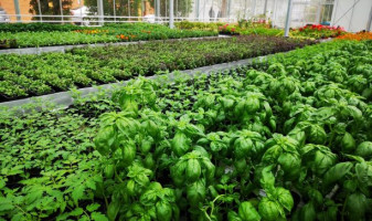 Sprijin pentru cultivatorii de plante aromatice - Termen limită - 30 iunie