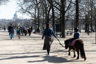 Parisul interzice plimbările cu ponei prin parcurile oraşului - Poneii nu sunt jucării