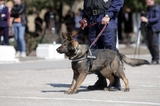 IPJ Bihor caută agenţi în domeniul de poliţie canină - Posturi scoase la concurs