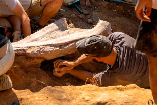 Cel mai mare schelet de dinozaur descoperit pe planetă - Gigantul sauropod lusitan