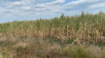 365 milioane lei pentru fermierii afectați de seceta pedologică - Ajutor de stat