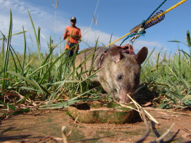 ​Şobolanul marsupial folosit la descoperirea minelor în Cambodgia - Eroul naţional s-a stins împăcat