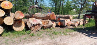 Razie în zona Beiușului - Polițiștii au aplicat mai multe amenzi și au confiscat lemne