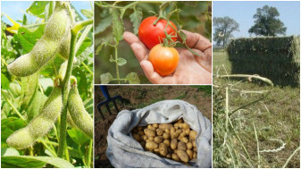 Plățile APIA, reluate - Scheme de plată și sumele care intră în conturi