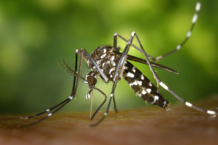 În Europa, risc tot mai ridicat de boli transmise de țânțari