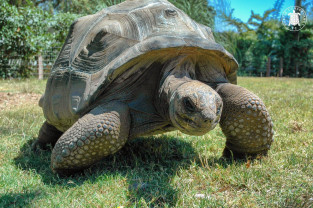 Broasca țestoasă Jonathan, cel mai bătrân animal terestru din lume - A împlinit 190 de ani