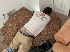 O ciocănitoare a ascuns în pereții unei case peste 300 kg de ghinde - Woody Woodpecker cea strângătoare