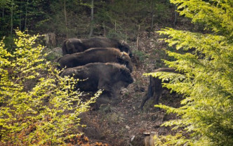21 de zimbri vor fi eliberați în Munţii Făgăraş - Se reîntorc regii pădurilor